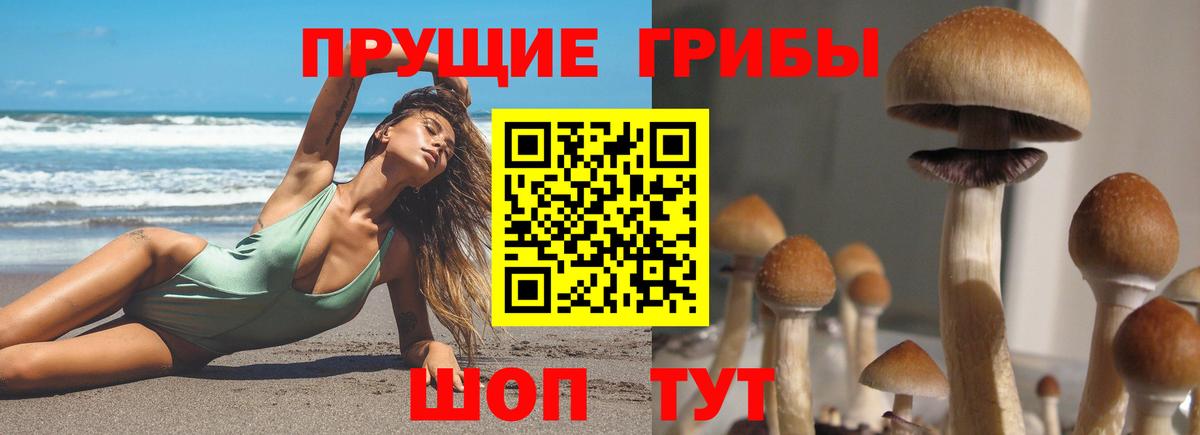 Сосновый Бор  Псилоцибиновые грибы Cubensis  Вход с VPN  Галлюциногенные грибы мицелий 